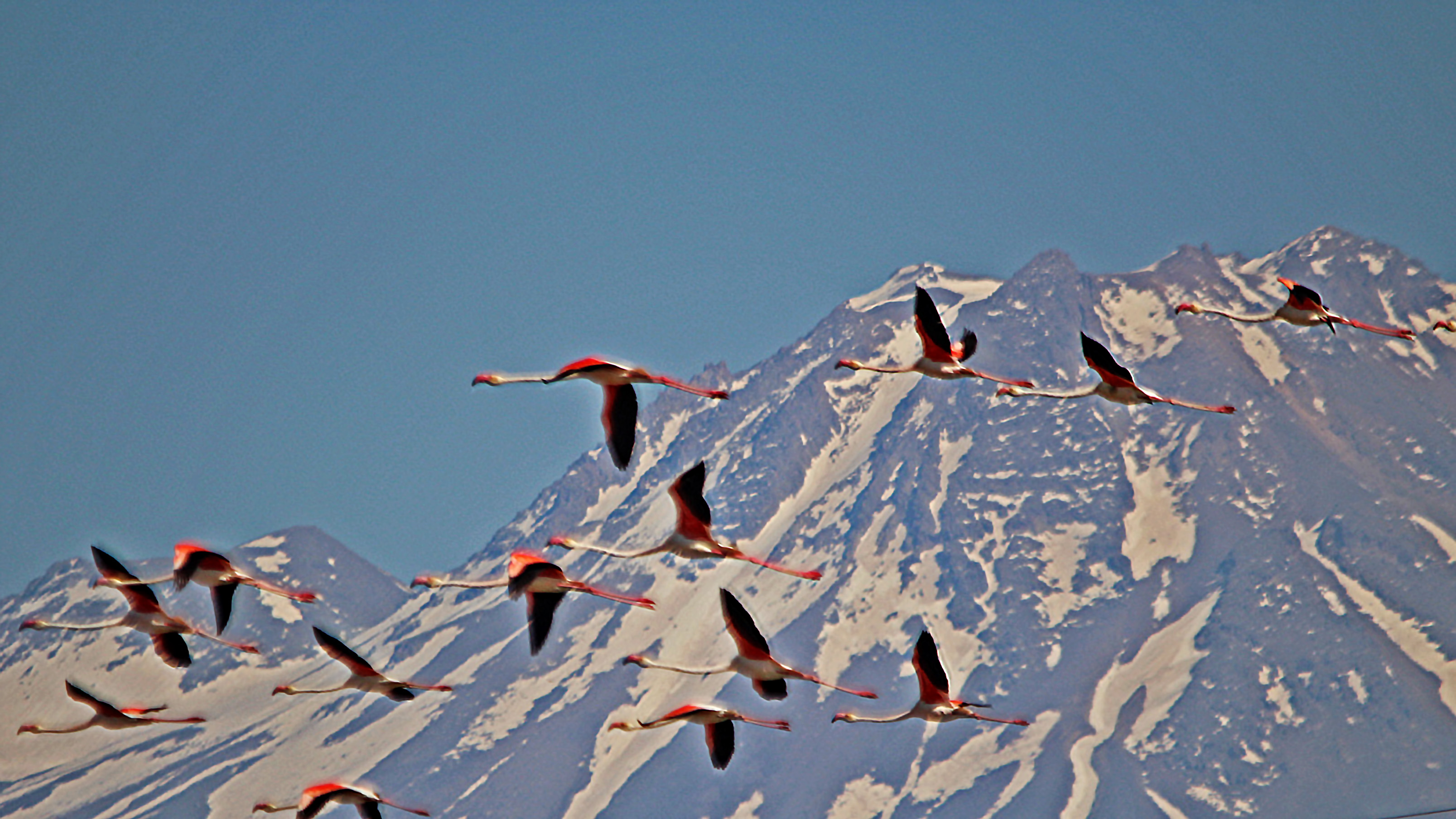 Greater Flamingo